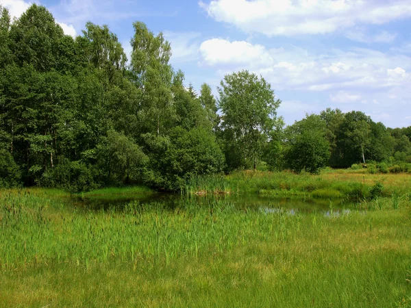 Lagoa com cattails em primeiro plano — Fotografia de Stock