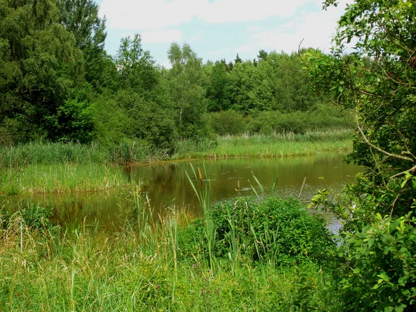 개구리 연못 러시 풍경으로 둘러싸여 — 스톡 사진
