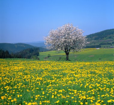 Spring landscape with flowering fruit trees and dandelion meadow clipart