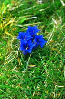 Yılan otu (Gentiana)