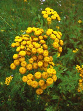 Yellow flowers Tansy clipart