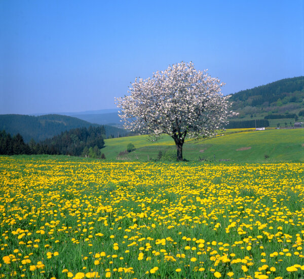 Spring landscape with flowering fruit trees and dandelion meadow