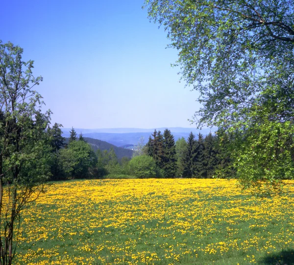 민들레 풀밭으로 낮은 산 풍경 — 스톡 사진