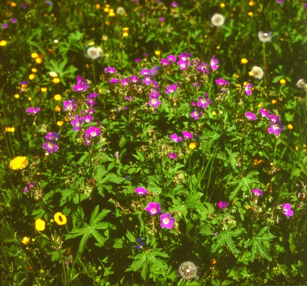 çayır cranesbill (Sardunya pratense), Orta Avrupa'da bir çiçek