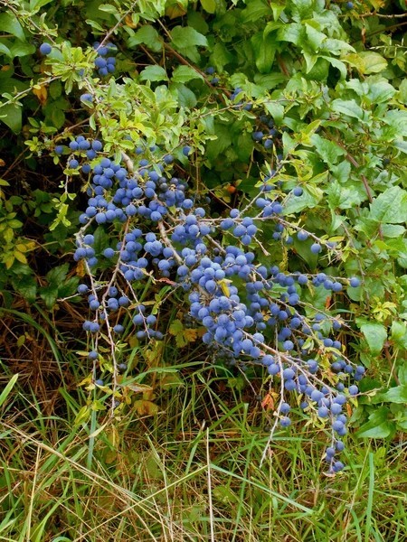 Épinoche noire (Prunus spinosa) ) — Photo