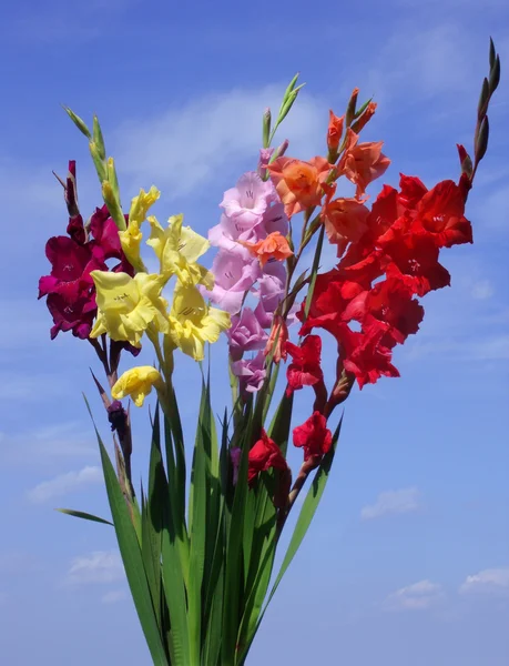Buquê de gladioli coloridos diferentes (Gladiolus) contra um céu azul — Fotografia de Stock