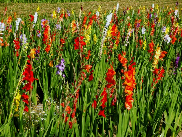 stock image Flower bed with different colored gladioli (Gladiolus)