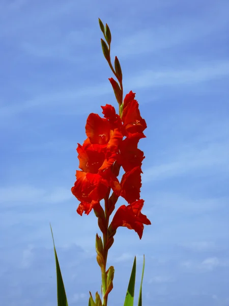 Dark red gladiolus in front of a blue sky — Stock Photo, Image