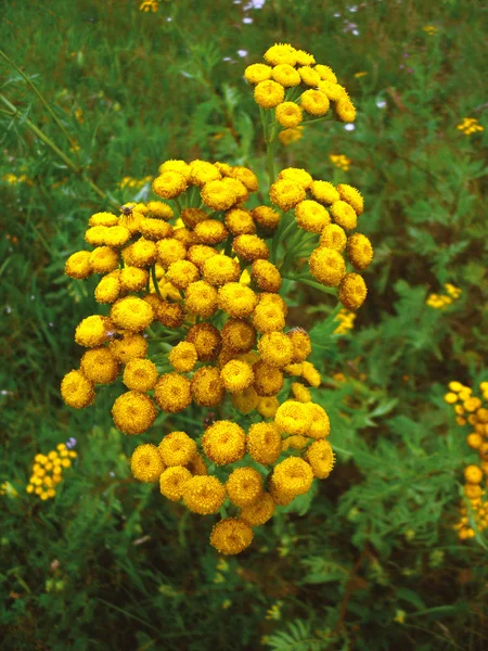 Yellow flowers Tansy — Stock Photo, Image