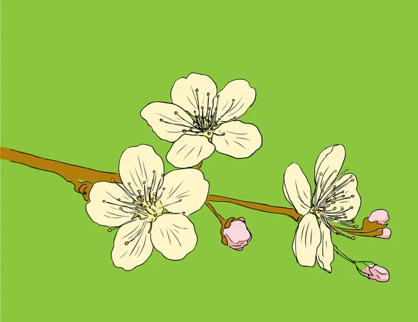 Élément floral design. Illustration vectorielle . — Image vectorielle