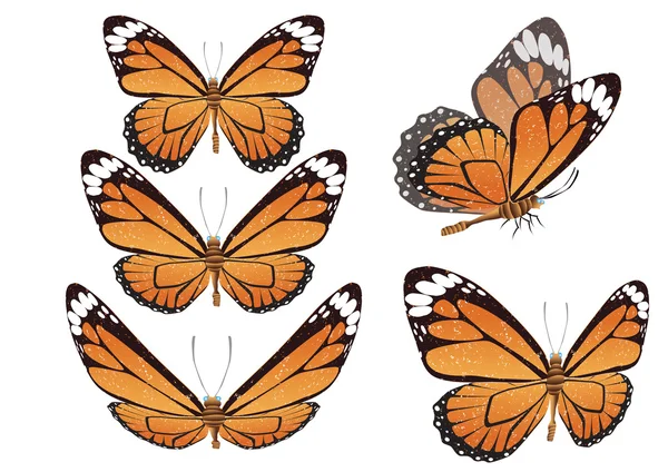 Farfalla. Illustrazione vettoriale . — Vettoriale Stock