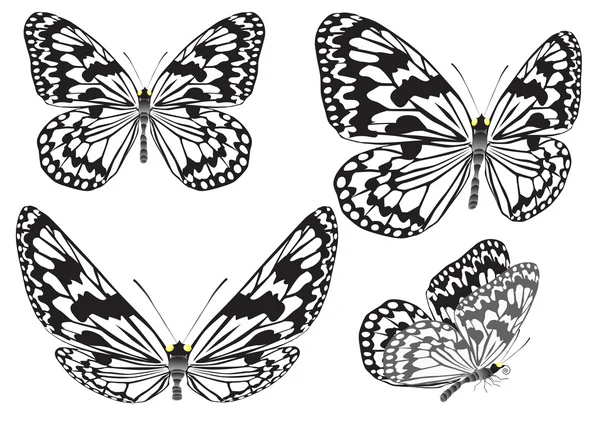 Vlinder. vectorillustratie. — Stockvector