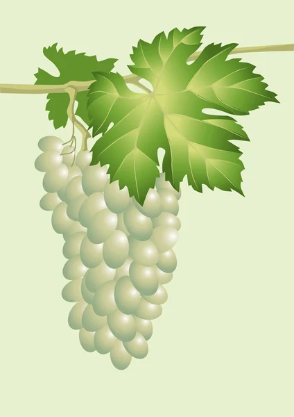Une grappe de vigne. Vecteur . — Image vectorielle