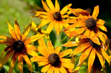 Sarı papatya (Rudbeckia hirta)