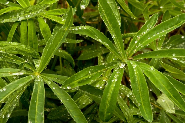 stock image Raindrops