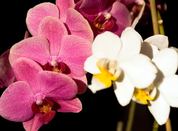 Orchidea på svart — Stockfoto