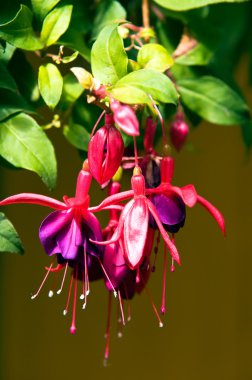 Fuchsia /Fuchsia coccinea/