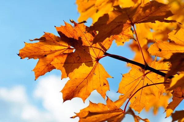 Žluté podzimní listy — Stock fotografie