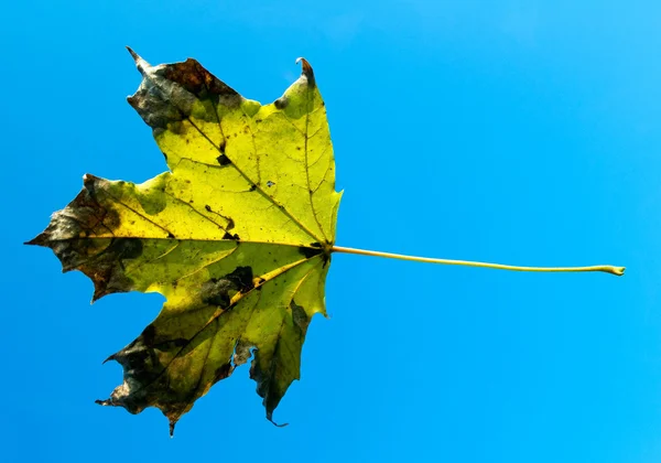 Падають Осіннє листя — стокове фото