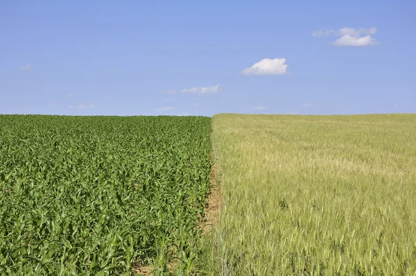 Кукурузные поля Стоковое Фото