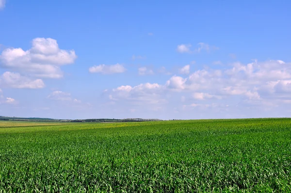 Campos de maíz —  Fotos de Stock