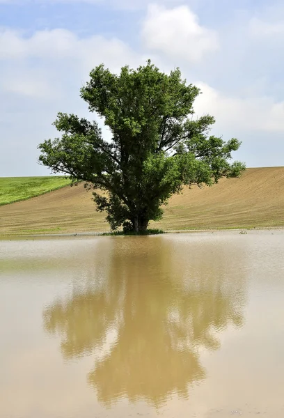 Дерево во во внутренних водах — стоковое фото