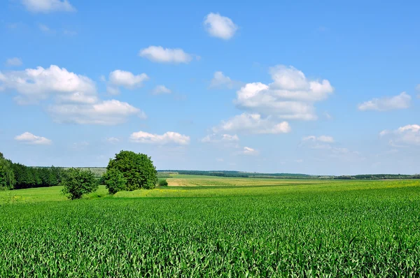 Зеленые кукурузные поля Лицензионные Стоковые Изображения