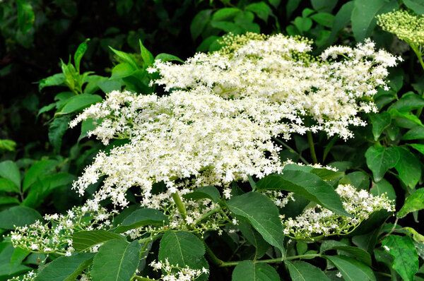 Elderflower