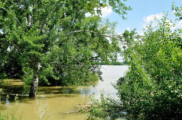 Översvämning på floden Donau — Stockfoto