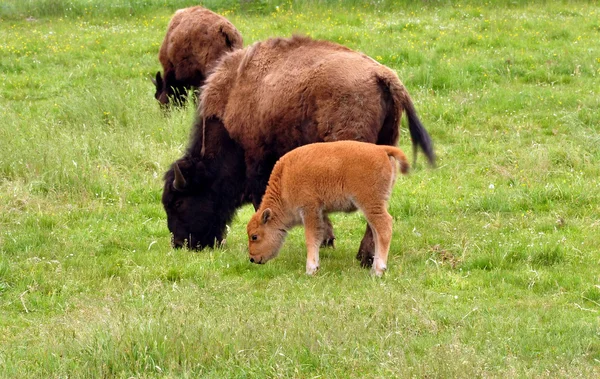 Stock image Bisons