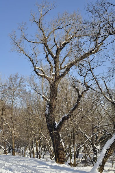 stock image Oaktree in winter-time