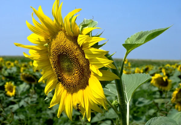 Stock image Sunflower with blue sky