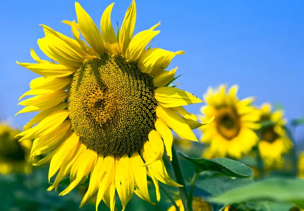 stock image Sunflower