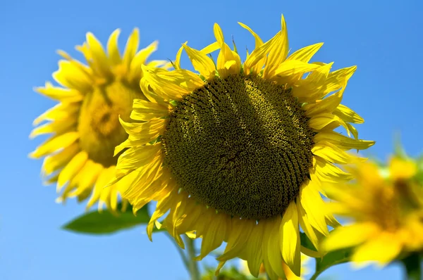 Sunflowers with blue sky — Stock Photo, Image