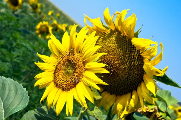 stock image Couple of sunflowers