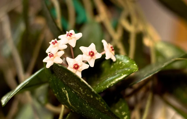 Hoya carnosa (waxflower) Stockbild