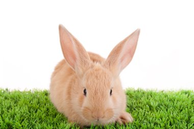 Bebek tavşanflexiones de techo