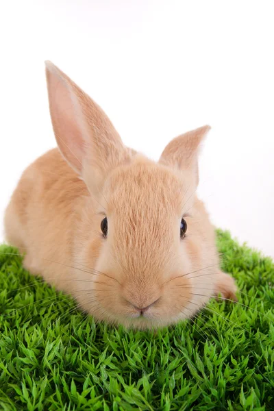 Conejo bebé — Foto de Stock