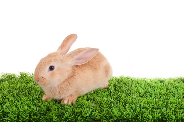 Baby Rabbit — Stock Photo, Image