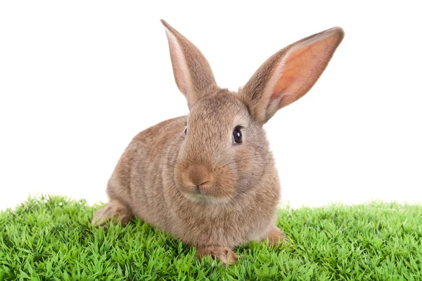 Conejo bebé — Foto de Stock