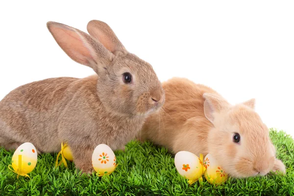 Coelhos bebés e ovos de Páscoa — Fotografia de Stock