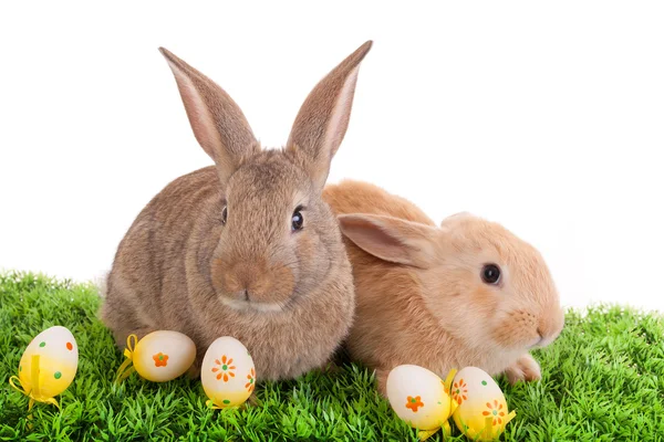 Conejos bebé y huevos de Pascua — Foto de Stock