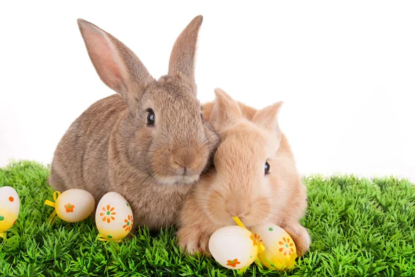 Bebek tavşan ve Paskalya yumurtaları — Stok fotoğraf