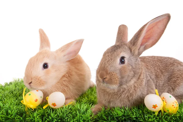 Μωρό κουνέλια και αυγά του Πάσχα — Φωτογραφία Αρχείου
