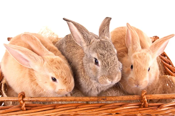 Tavşanlar — Stok fotoğraf
