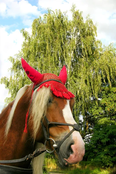 Capuz vermelho equitação — Fotografia de Stock