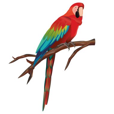 Macaw parrot clipart