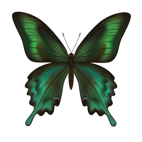 Gyönyörű reális zöld pillangó elszigetelt fehér background — Stock Vector
