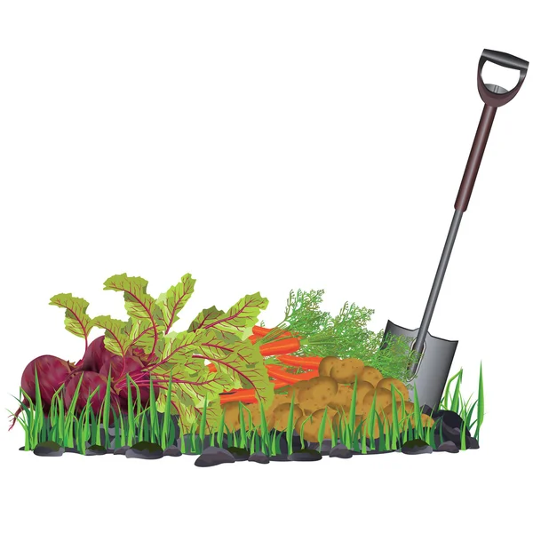 Raccolta autunnale verdure sull'erba e pala — Vettoriale Stock