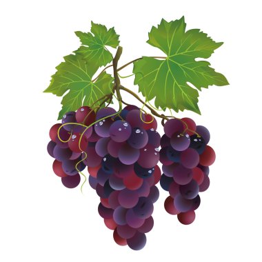 Realistic black grape with water drops clipart